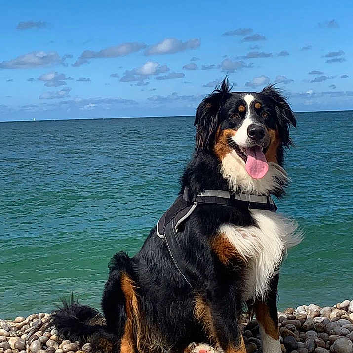 Sultane participe au concours pour gagner de l'argent avec cette photo : animal, beach, canine, coast, dog, horizon, nature, outdoors, pebble, pet, puppy, road, rock, sea, shoreline, sky, slate, terrier, water, wood