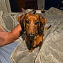 Link joined the competition — help win amazing prizes! dachshund, dog, pet, blanket, bed, indoor, brown_dog, fur, canine, portrait, looking_at_camera, person_arm, furniture, cozy, home, resting_dog, soft_texture, sleeping, domestic_animal, animal
