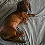 dog, dachshund, pet, bed, blanket, brown, fur, sleeping, resting, indoors, canine, cute, animal, companion, domestic, looking, relaxed, paw, tail, collar