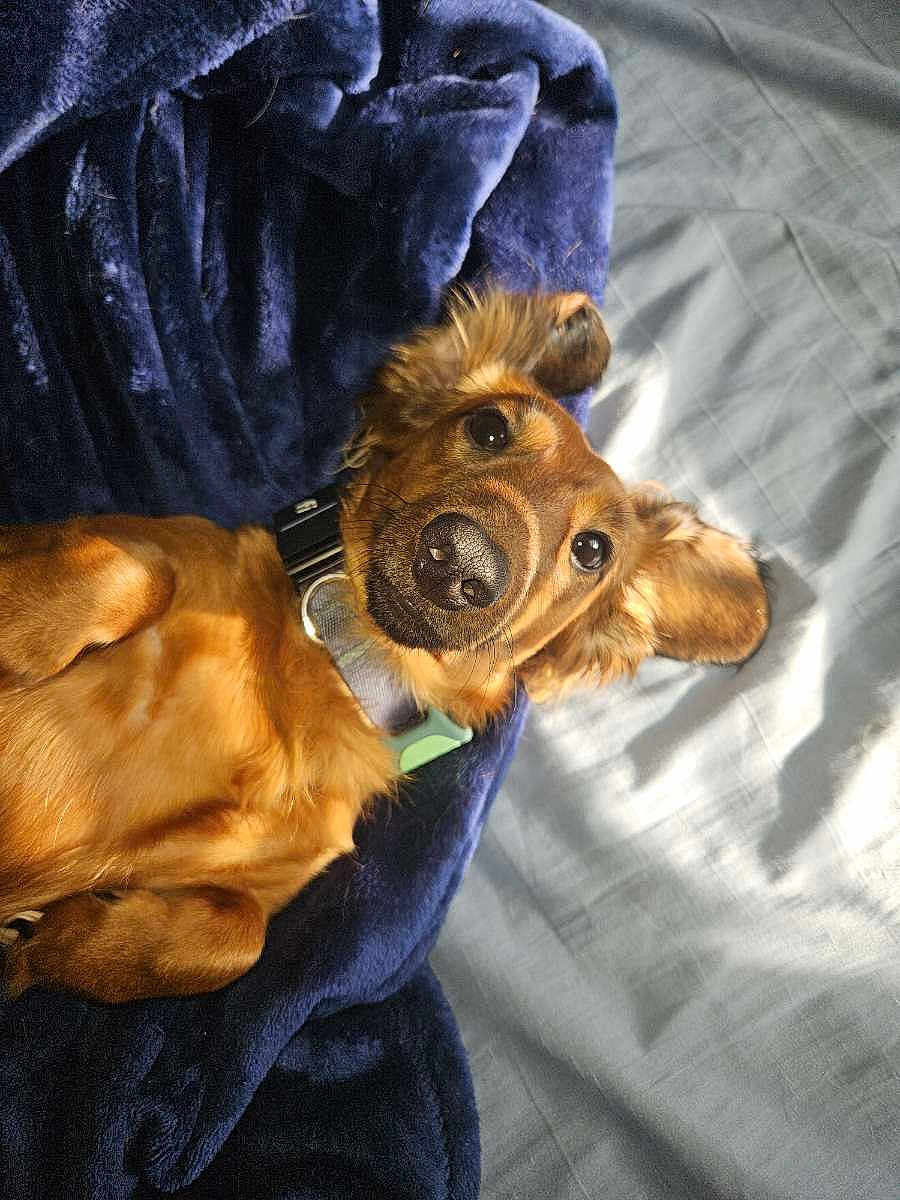 Link joined the competition — help win amazing prizes! dog, brown_dog, pet, blanket, blue_blanket, bed, fur, collar, ears, nose, lying_down, sunlight, shadow, cute, animal, domestic_animal, relaxed, indoor, portrait, canine