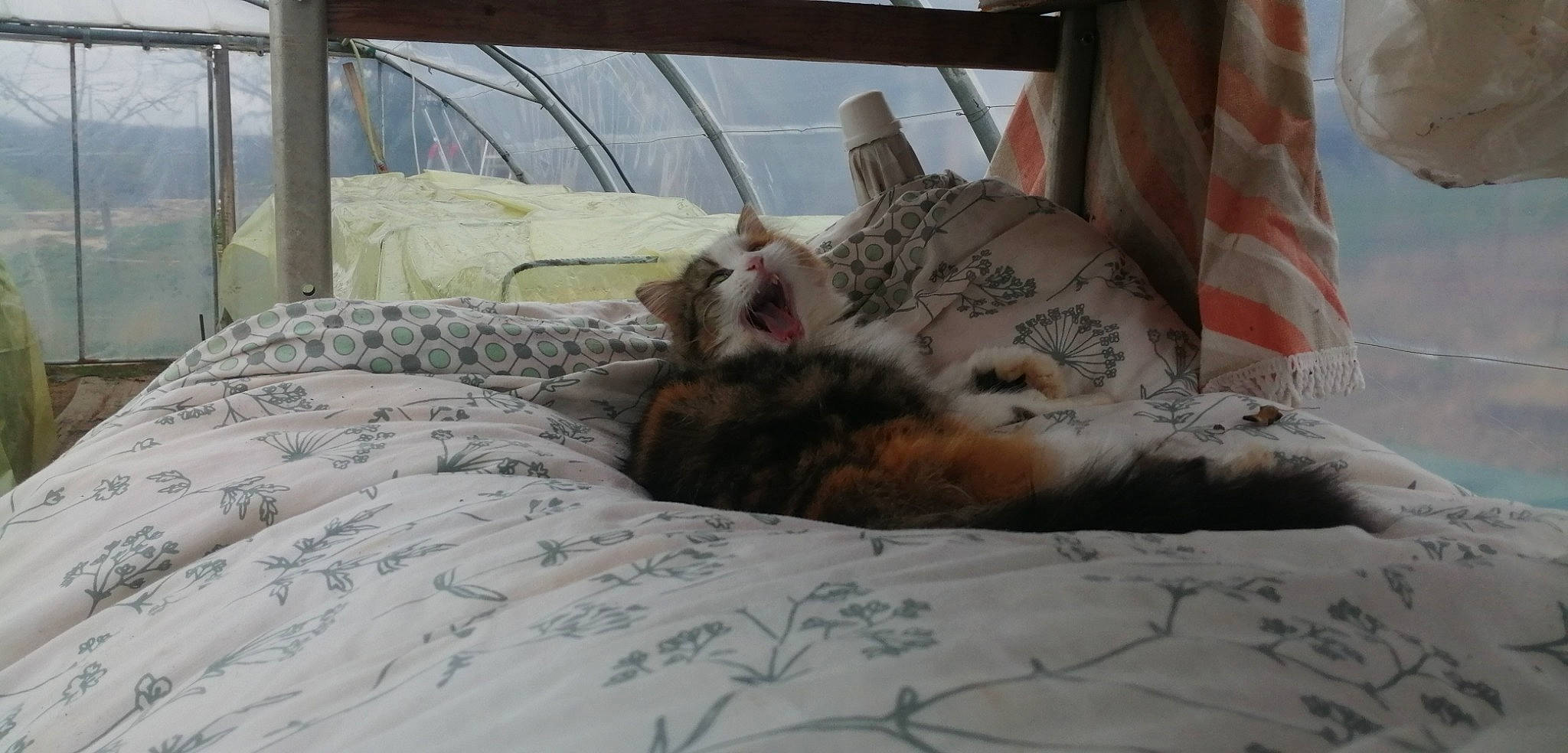 Ficelle participe au concours pour gagner de l'argent avec cette photo : bed, bedding, canidae, carnivore, cat, claw, comfort, domestic_short_haired_cat, fawn, felidae, fur, leopard, linens, paw, small_to_medium_sized_cats, snout, tail, terrestrial_animal, whiskers, wildlife