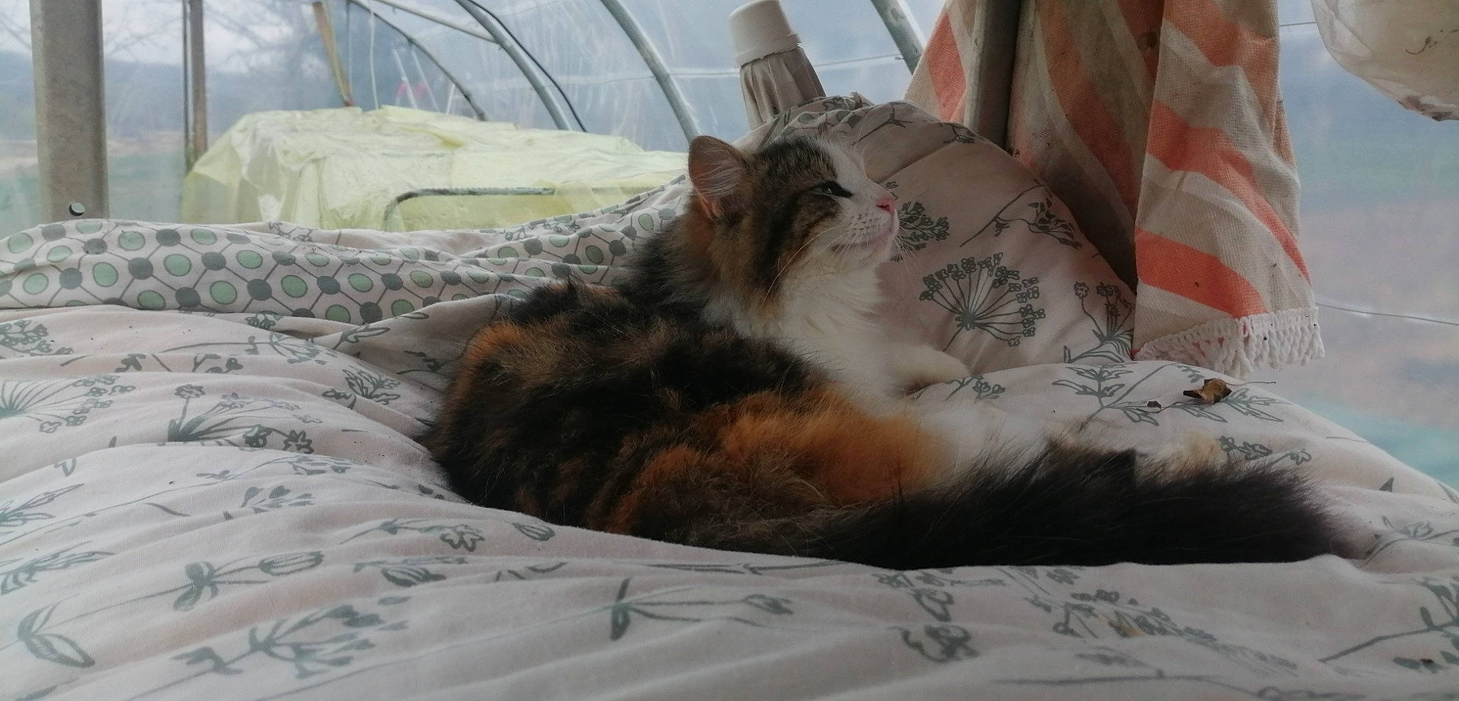 Ficelle a rejoint le concours — aidez-le/la à gagner de superbes lots ! bed, bed_sheet, bedding, canidae, carnivore, cat, comfort, couch, domestic_short_haired_cat, duvet, fawn, felidae, fur, linens, paw, small_to_medium_sized_cats, sporting_group, tail, terrestrial_animal, whiskers