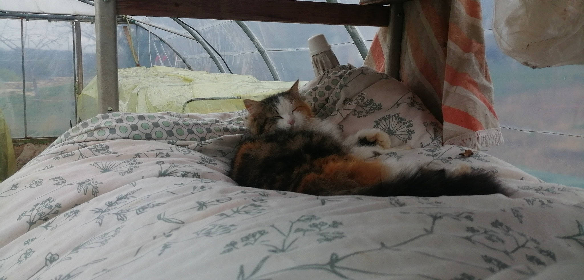 Ficelle a rejoint le concours — aidez-le/la à gagner de superbes lots ! bed, bed_sheet, bedding, carnivore, cat, comfort, domestic_short_haired_cat, fawn, felidae, fur, linens, paw, room, small_to_medium_sized_cats, snout, tail, terrestrial_animal, textile, whiskers, wood