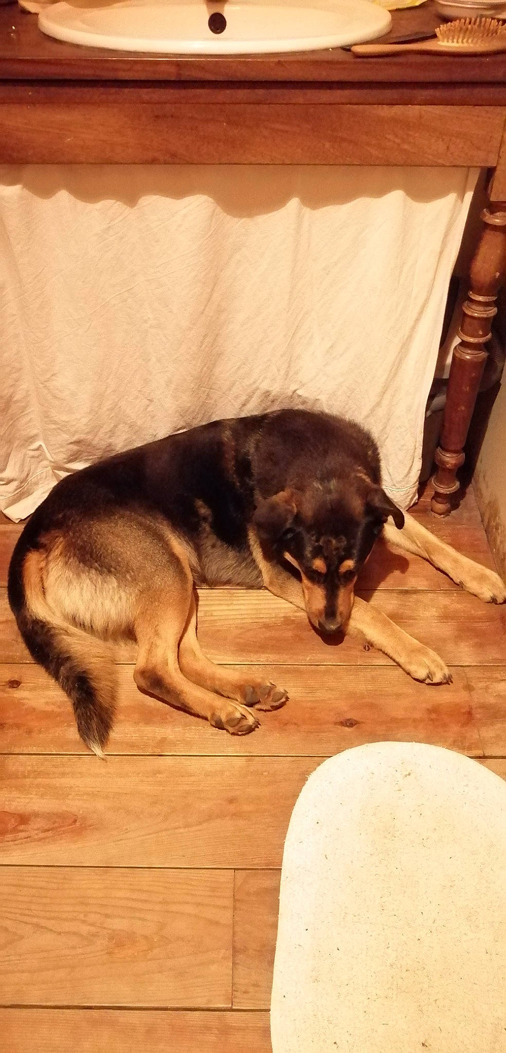 Wonka a rejoint le concours — aidez-le/la à gagner de superbes lots ! canidae, carnivore, comfort, companion_dog, dog, dog_breed, fawn, floor, flooring, fur, guard_dog, hardwood, paw, snout, sporting_group, terrestrial_animal, tints_and_shades, wood, working_animal, working_dog