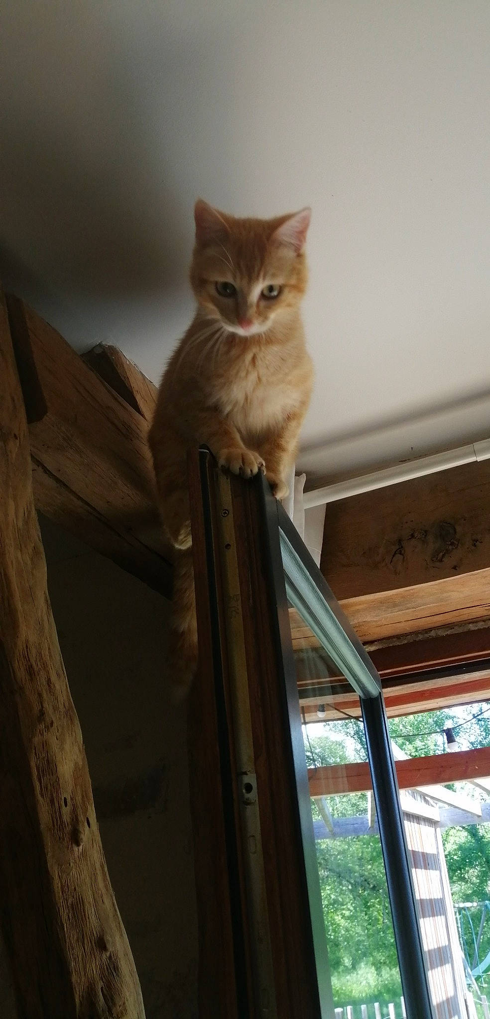 Popi participe au concours pour gagner de l'argent avec cette photo : art, carnivore, cat, ceiling, domestic_short_haired_cat, door, fawn, felidae, fur, hardwood, plant, sash_window, small_to_medium_sized_cats, stairs, tail, tree, twig, whiskers, window, wood