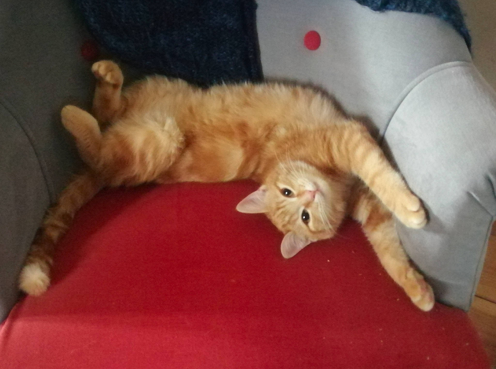 Popi a rejoint le concours — aidez-le/la à gagner de superbes lots ! carnivore, cat, claw, comfort, companion_dog, couch, dog_breed, domestic_short_haired_cat, fawn, felidae, flooring, fur, hardwood, paw, room, small_to_medium_sized_cats, sporting_group, tail, whiskers, wood