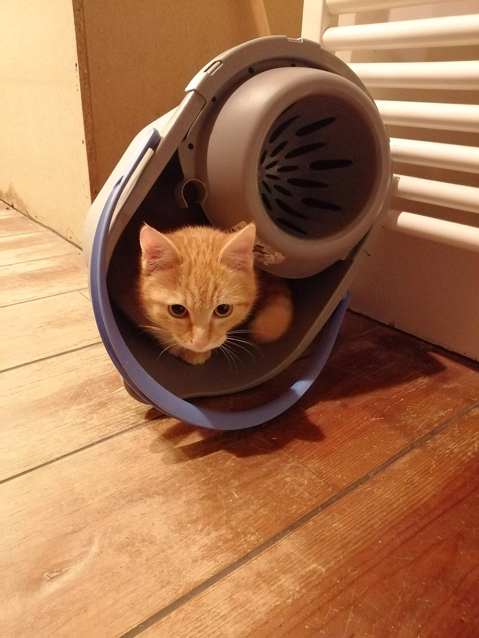 Popi a rejoint le concours — aidez-le/la à gagner de superbes lots ! carnivore, cat, cat_supply, comfort, domestic_short_haired_cat, fawn, felidae, floor, flooring, hardwood, laminate_flooring, pet_supply, plumbing_fixture, plywood, small_to_medium_sized_cats, tail, whiskers, wood, wood_flooring, wood_stain