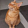 animal, cat, curious, cute, domestic_animal, ears, eyes, feline, floor, fur, home, indoor, looking_up, mammal, orange_tabby, pet, portrait, rug, sitting, whiskers
