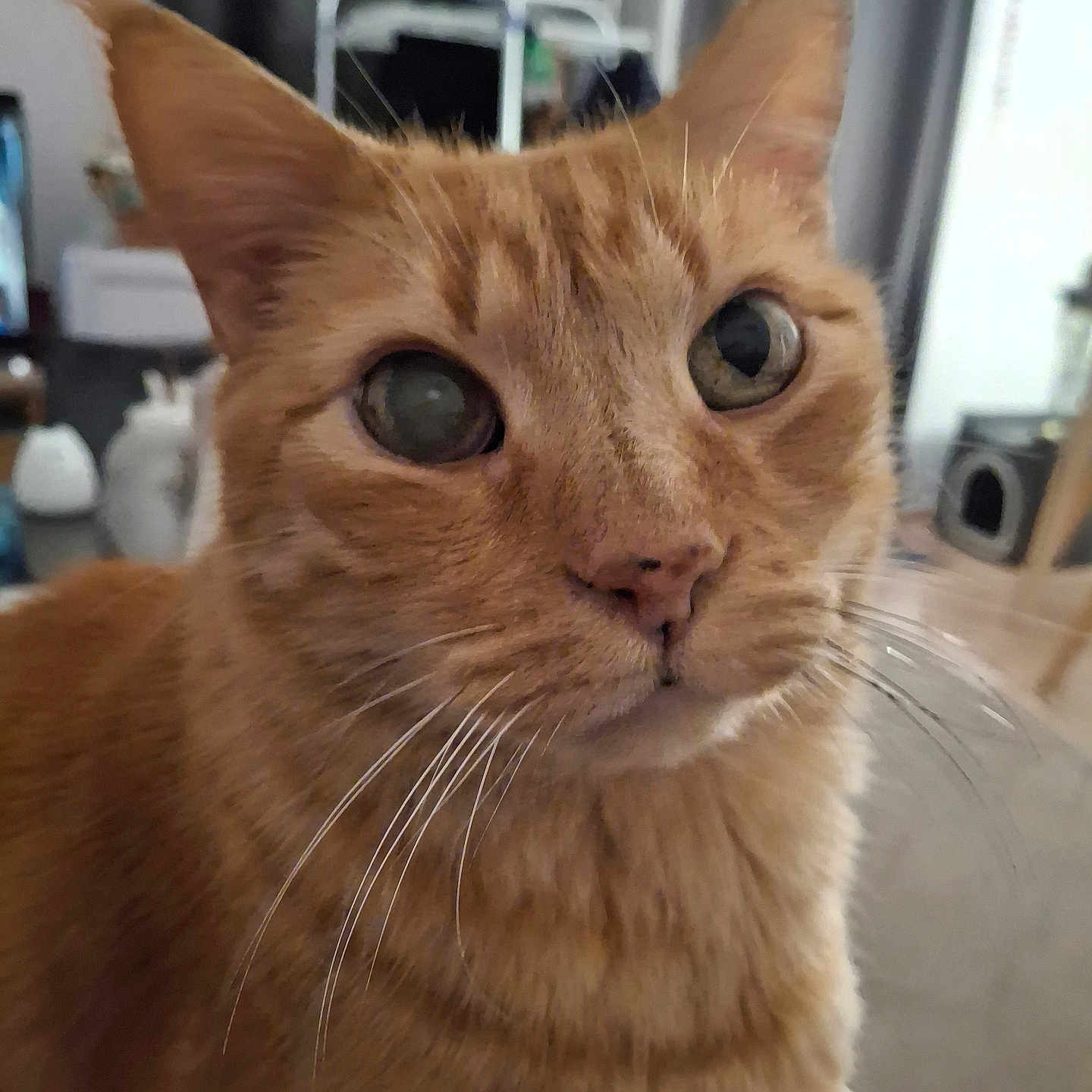 Plume participe au concours pour gagner de l'argent avec cette photo : abyssinian, angora, animal, cat, doctor, hardwood, kitten, manx, person, pet, plywood, siamese, snout, wood