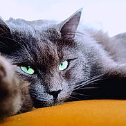 Thor a rejoint le concours — aidez-le/la à gagner de superbes lots ! cat, gray_cat, green_eyes, close_up, portrait, pet, feline, whiskers, ear, fur, relaxed, lying_down, yellow_surface, indoors, animal, cute, soft_texture, calm, focused, domestic_cat