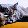 cat, gray_cat, green_eyes, close_up, portrait, pet, feline, whiskers, ear, fur, relaxed, lying_down, yellow_surface, indoors, animal, cute, soft_texture, calm, focused, domestic_cat