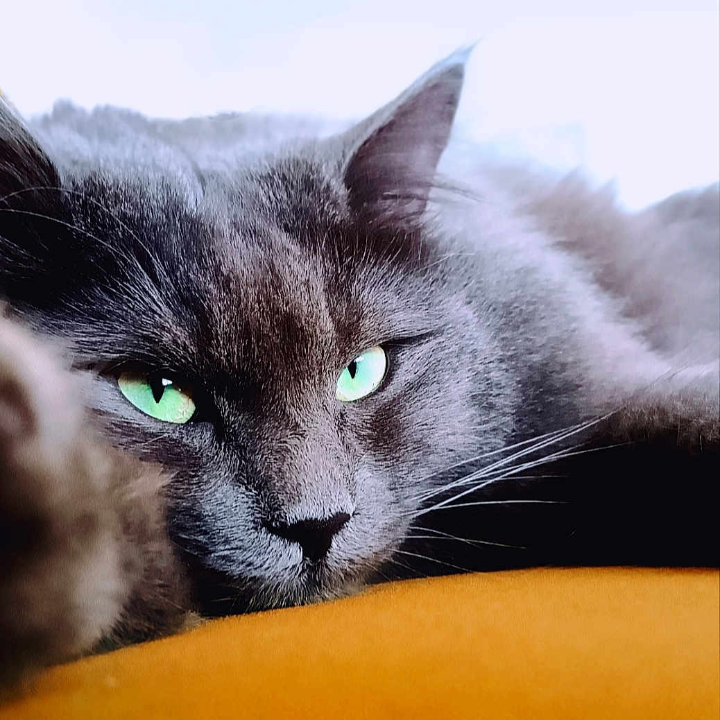 Thor a rejoint le concours — aidez-le/la à gagner de superbes lots ! cat, gray_cat, green_eyes, close_up, portrait, pet, feline, whiskers, ear, fur, relaxed, lying_down, yellow_surface, indoors, animal, cute, soft_texture, calm, focused, domestic_cat