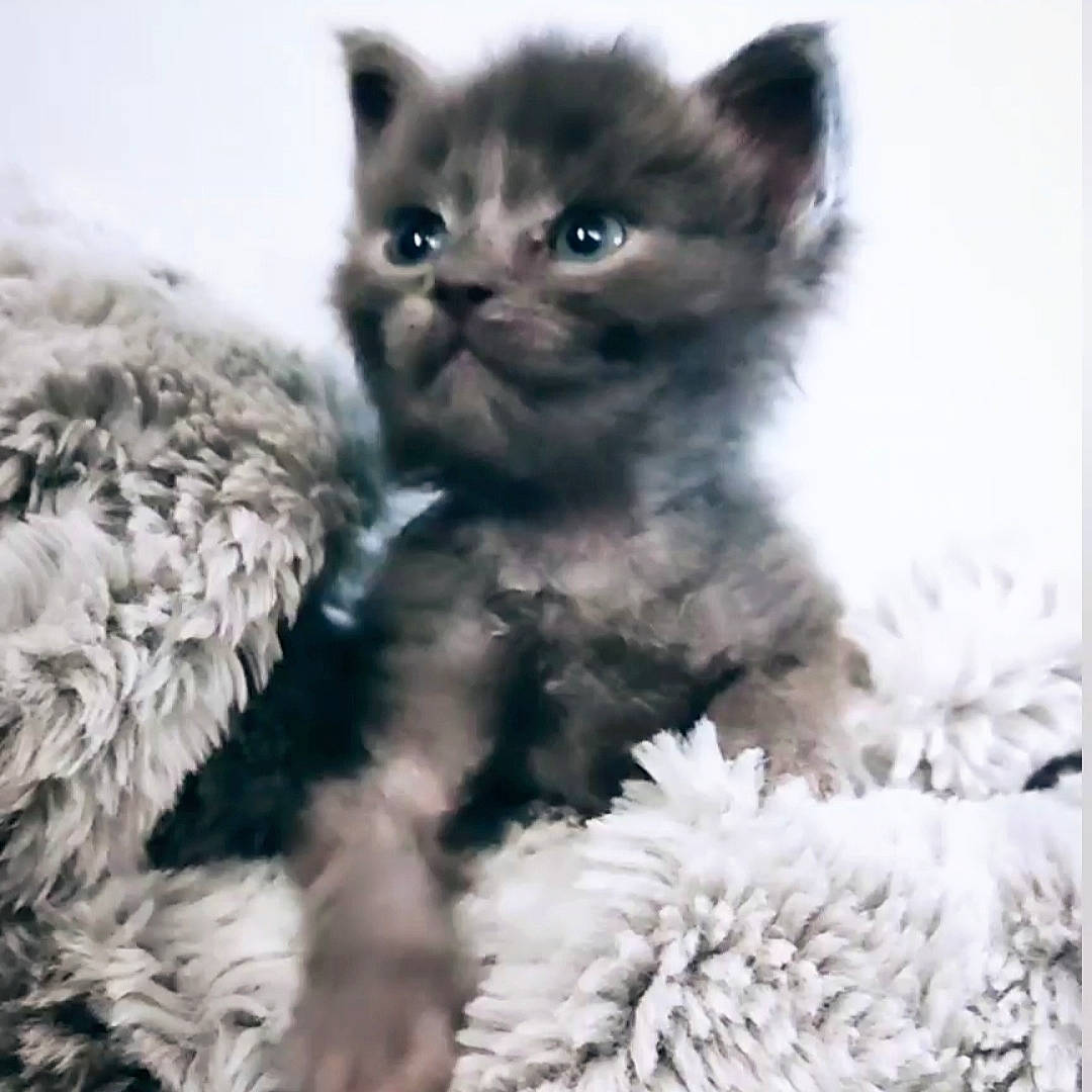 Mr Thor participe au concours pour gagner de l'argent avec cette photo : british_longhair, carnivore, cat, claw, close_up, domestic_short_haired_cat, eye, fawn, felidae, fur, organism, paw, photo_caption, plant, small_to_medium_sized_cats, snout, tail, terrestrial_animal, whiskers