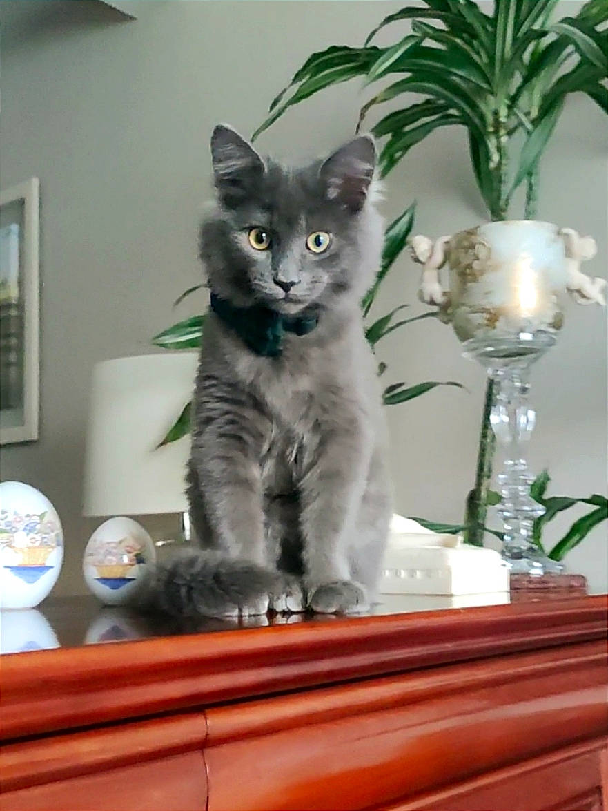 Mr Thor participe au concours pour gagner de l'argent avec cette photo : carnivore, cat, cat_supply, comfort, domestic_short_haired_cat, felidae, flowerpot, fur, glass, grey, houseplant, picture_frame, plant, room, russian_blue, shelf, small_to_medium_sized_cats, tail, whiskers, window