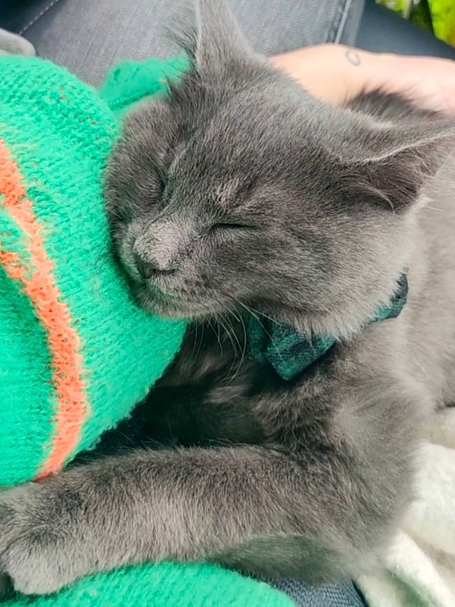 Mr Thor a rejoint le concours — aidez-le/la à gagner de superbes lots ! carnivore, cat, claw, comfort, domestic_short_haired_cat, felidae, fur, green, grey, paw, plant, russian_blue, small_to_medium_sized_cats, tail, terrestrial_animal, whiskers