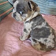 Blue is registered to the contest to win money with this photo: puppy, dog, animal, pet, indoor, blanket, quilt, cushion, pillow, spotted, cute, young, sitting, small, fur, canine, domestic, side_view, cozy, curious