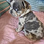puppy, dog, animal, pet, indoor, blanket, quilt, cushion, pillow, spotted, cute, young, sitting, small, fur, canine, domestic, side_view, cozy, curious