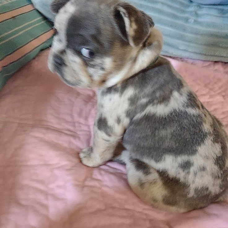 Blue is registered to the contest to win money with this photo: animal, blanket, canine, cozy, curious, cushion, cute, dog, domestic, fur, indoor, pet, pillow, puppy, quilt, side_view, sitting, small, spotted, young