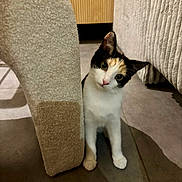 Maggie participe au concours pour gagner de l'argent avec cette photo : cat, calico_cat, curious, indoor, furniture, tile_floor, peeking, head_tilt, pet, animal, whiskers, ears, paw, domestic_cat, cute, small, feline, soft_lighting, home, cozy