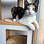 cat, calico, pet, animal, indoor, feline, whiskers, ears, paws, fur, looking, window, cat_tree, resting, alert, closeup, domestic, cute, young, household