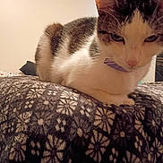 Robin joined the competition — help win amazing prizes! animal, bed, blanket, cat, closeup, collar, cozy, cute, domestic, feline, fur, home, indoor, looking, pattern, pet, relaxed, resting, soft_light, whiskers
