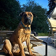 Nopy participe au concours pour gagner de l'argent avec cette photo : dog, pet, canine, sitting, portrait, outdoor, patio, chair, furniture, brown_fur, collar, leash, floppy_ears, dark_muzzle, looking_at_camera, trees, backyard, evening, sunlight, social_media_screenshot