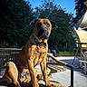 dog, pet, canine, sitting, portrait, outdoor, patio, chair, furniture, brown_fur, collar, leash, floppy_ears, dark_muzzle, looking_at_camera, trees, backyard, evening, sunlight, social_media_screenshot