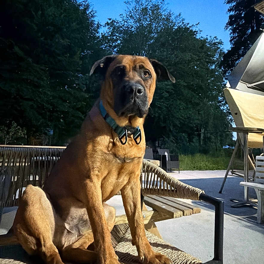 Nopy participe au concours pour gagner de l'argent avec cette photo : dog, pet, canine, sitting, portrait, outdoor, patio, chair, furniture, brown_fur, collar, leash, floppy_ears, dark_muzzle, looking_at_camera, trees, backyard, evening, sunlight, social_media_screenshot