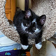 Milo joined the competition — help win amazing prizes! animal, black_and_white, carpeted, cat, cat_tunnel, curious, cute, ears, feather, feline, fur, indoor, kitten, paws, pet, playful, relaxed, toy, whiskers, young