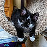 animal, black_and_white, carpeted, cat, cat_tunnel, curious, cute, ears, feather, feline, fur, indoor, kitten, paws, pet, playful, relaxed, toy, whiskers, young