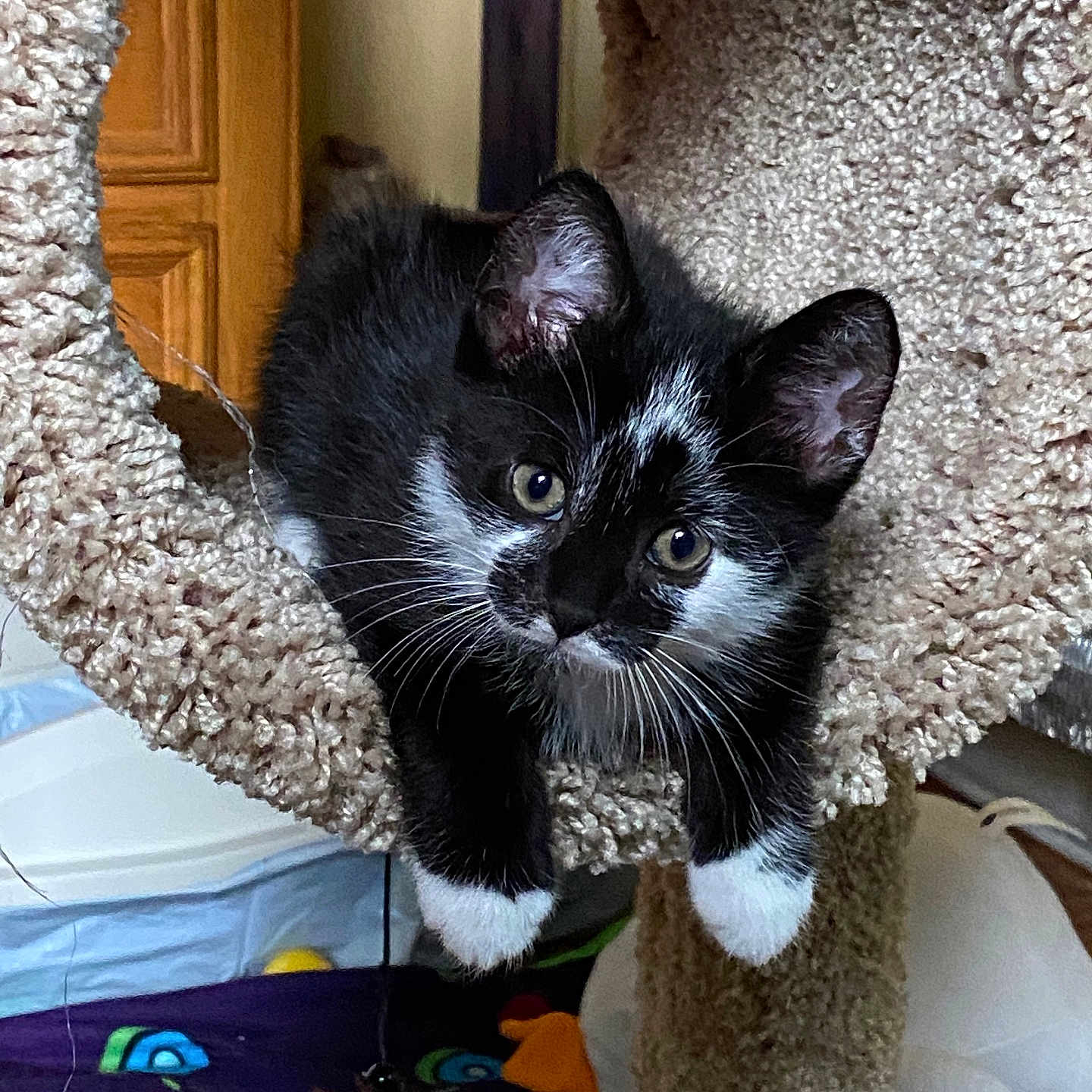 Milo