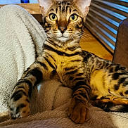 Adès a rejoint le concours — aidez-le/la à gagner de superbes lots ! bengal_cat, cat, pet, animal, feline, striped, indoor, blanket, fur, whiskers, eyes, ears, paws, relaxed, resting, home, cozy, wood_floor, furniture, curious