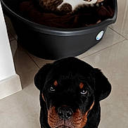 Brook a rejoint le concours — aidez-le/la à gagner de superbes lots ! alert, animal, black_and_tan, blanket, brown_and_white, cat, companionship, dog, front_view, hallway, home, indoors, pet, pet_bed, portrait, relaxed, rottweiler, sitting, tabby_cat, tile_floor