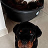 alert, animal, black_and_tan, blanket, brown_and_white, cat, companionship, dog, front_view, hallway, home, indoors, pet, pet_bed, portrait, relaxed, rottweiler, sitting, tabby_cat, tile_floor