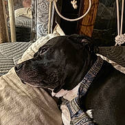 Diesel Duval joined the competition — help win amazing prizes! dog, black_dog, white_chest, pet, animal, lying_down, bed, blanket, pillow, tie, collar, portrait, indoors, bedroom, ornate_headboard, metal, wood, dark_fur, relaxed, close_up