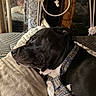 dog, black_dog, white_chest, pet, animal, lying_down, bed, blanket, pillow, tie, collar, portrait, indoors, bedroom, ornate_headboard, metal, wood, dark_fur, relaxed, close_up
