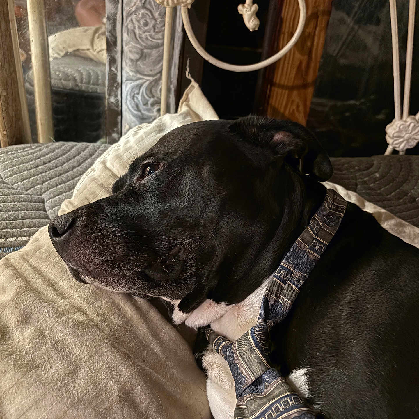 Diesel Duval joined the competition — help win amazing prizes! dog, black_dog, white_chest, pet, animal, lying_down, bed, blanket, pillow, tie, collar, portrait, indoors, bedroom, ornate_headboard, metal, wood, dark_fur, relaxed, close_up