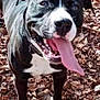 animal, bodypart, bostonbull, boxer, bulldog, canine, dog, frenchbulldog, halter, leaf, machine, mouth, person, pet, pitbull, plant, puppy, snout, spoke