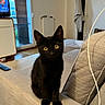 Poupi a rejoint le concours — aidez-le/la à gagner de superbes lots ! black_cat, cat, charging_cable, couch, dark_fur, furniture, golden_eyes, home, indoors, kitten, living_room, pet, pointed_ears, portrait, short_hair, sitting, sofa, television, whiskers, window