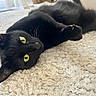 animal, black_cat, cat, closeup, cozy, ears, feline, fluffy_rug, fur, golden_eyes, home, indoor, lying_down, paws, pet, playful, portrait, relaxed, upside_down, whiskers