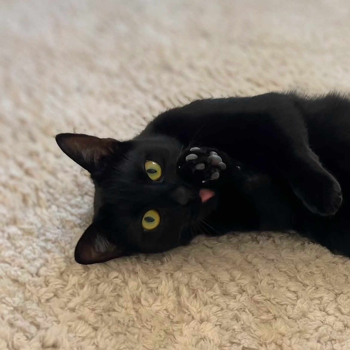 Poupi