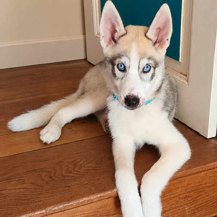 Boubouille participe au concours pour gagner de l'argent avec cette photo : puppy, dog, husky, blue_eyes, floppy_ears, pointed_ears, white_fur, gray_fur, black_nose, collar, lying_down, crossed_paws, hardwood_floor, indoor, doorway, wooden_steps, portrait, pet, cute, animal