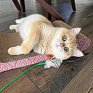 Poppy joined the competition — help win amazing prizes! cat, kitten, fluffy, cream_colored, orange, white, green_eyes, pink_nose, lying_down, relaxed, playful, scratch_pad, cardboard, feather_toy, green_string, indoor, wood_floor, furniture, portrait, pet