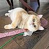 cat, kitten, fluffy, cream_colored, orange, white, green_eyes, pink_nose, lying_down, relaxed, playful, scratch_pad, cardboard, feather_toy, green_string, indoor, wood_floor, furniture, portrait, pet