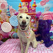 Marley joined the competition — help win amazing prizes! dog, bandana, smiling, pink, candy, lollipop, gummy_bear, cute, animal, portrait, indoor, colorful, decor, toy, sweet, happy, pet, background, fabric, fun