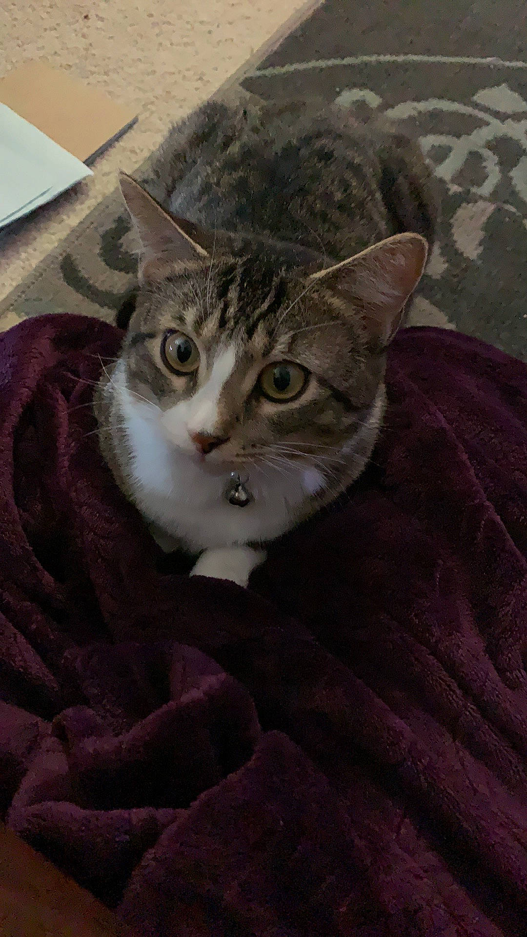 Hermione joined the competition — help win amazing prizes! aegean_cat, american_shorthair, american_wirehair, asian, australian_mist, california_spangled, carnivore, cat, domestic_short_haired_cat, dragon_li, european_shorthair, felidae, kitten, mammal, small_to_medium_sized_cats, tabby_cat, whiskers