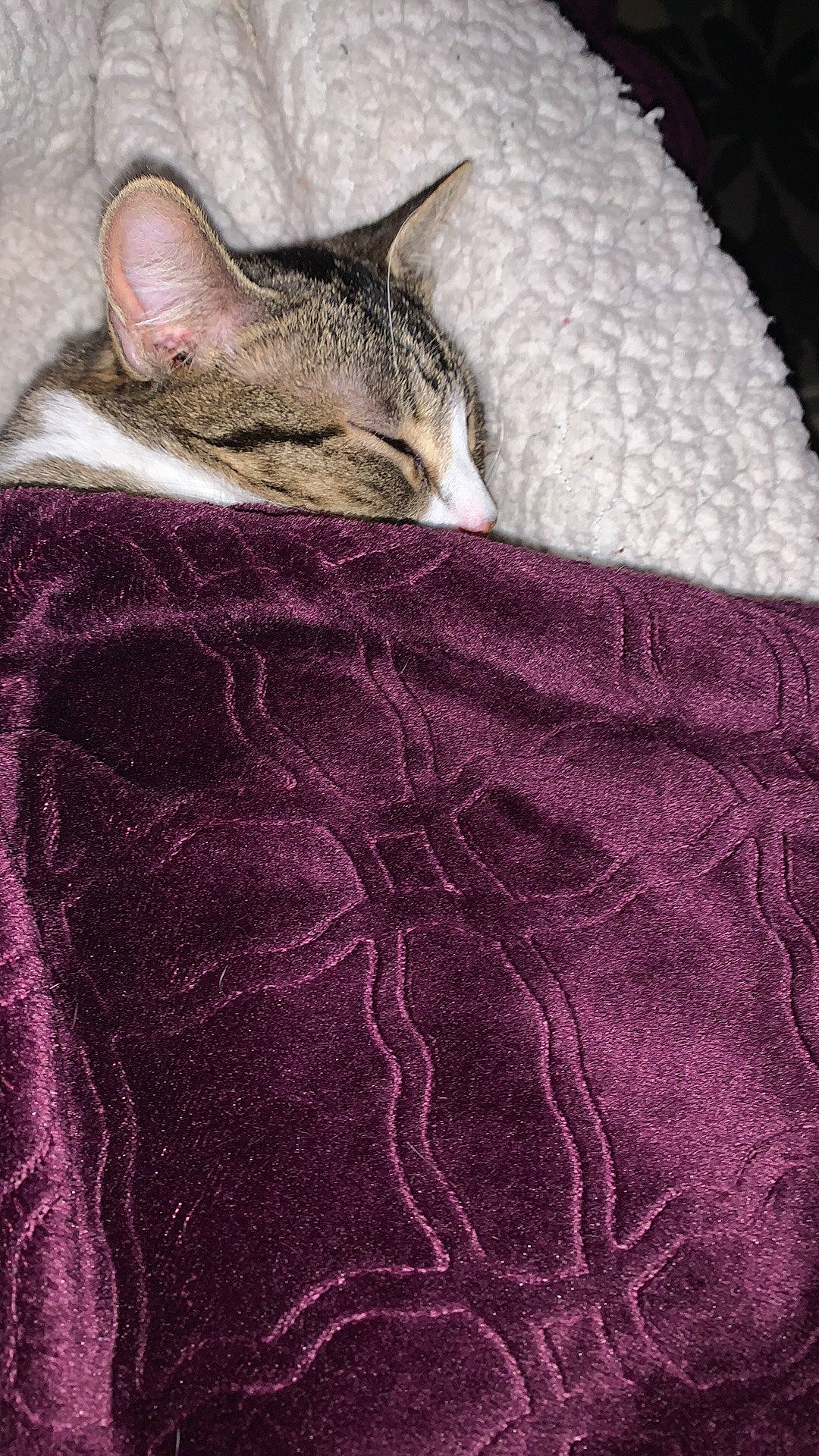 Hermione is registered to the contest to win money with this photo: asian, blanket, carnivore, cat, chausie, domestic_short_haired_cat, european_shorthair, felidae, fur, german_rex, kitten, magenta, ocicat, pattern, pink, small_to_medium_sized_cats, whiskers