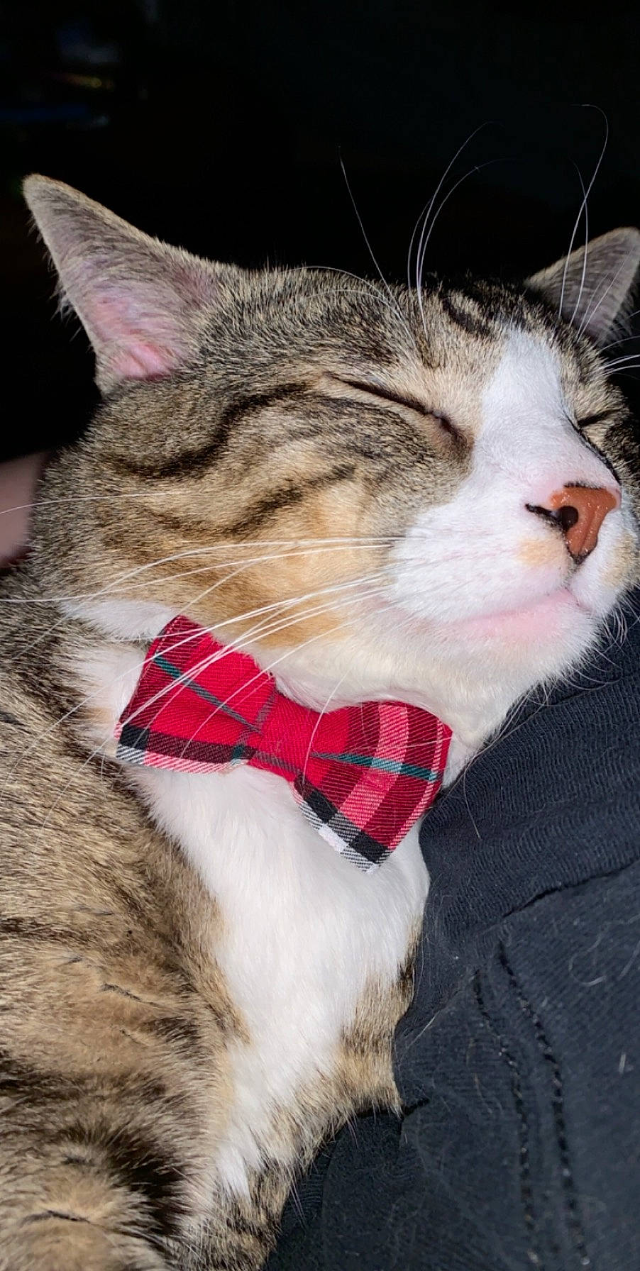 Newt is registered to the contest to win money with this photo: aegean_cat, american_wirehair, asian, bow_tie, carnivore, cat, collar, domestic_short_haired_cat, european_shorthair, facial_expression, felidae, fur, mouth, nose, small_to_medium_sized_cats, snout, tabby_cat, tie, whiskers