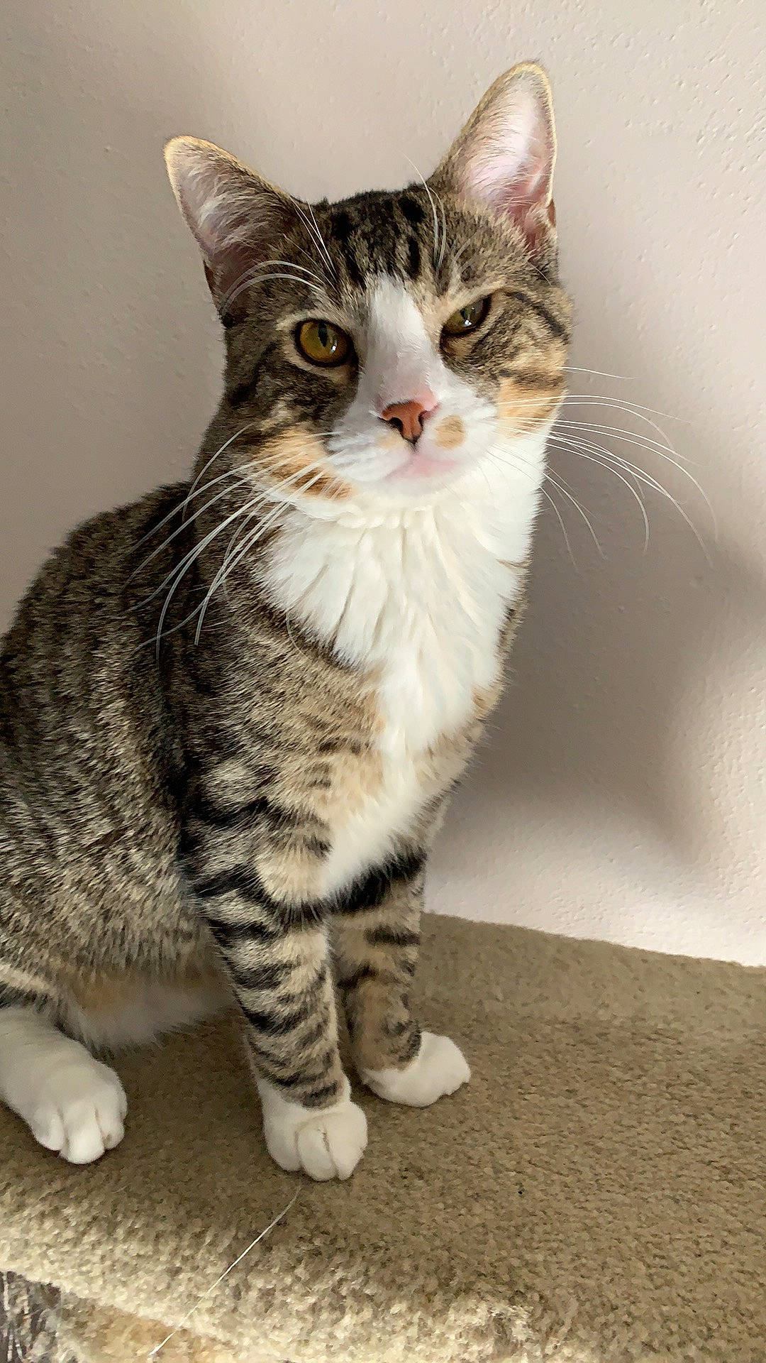 Newt is registered to the contest to win money with this photo: aegean_cat, american_bobtail, american_shorthair, american_wirehair, arabian_mau, asian, australian_mist, carnivore, cat, domestic_short_haired_cat, dragon_li, european_shorthair, felidae, kitten, mammal, polydactyl_cat, small_to_medium_sized_cats, tabby_cat, vertebrate, whiskers