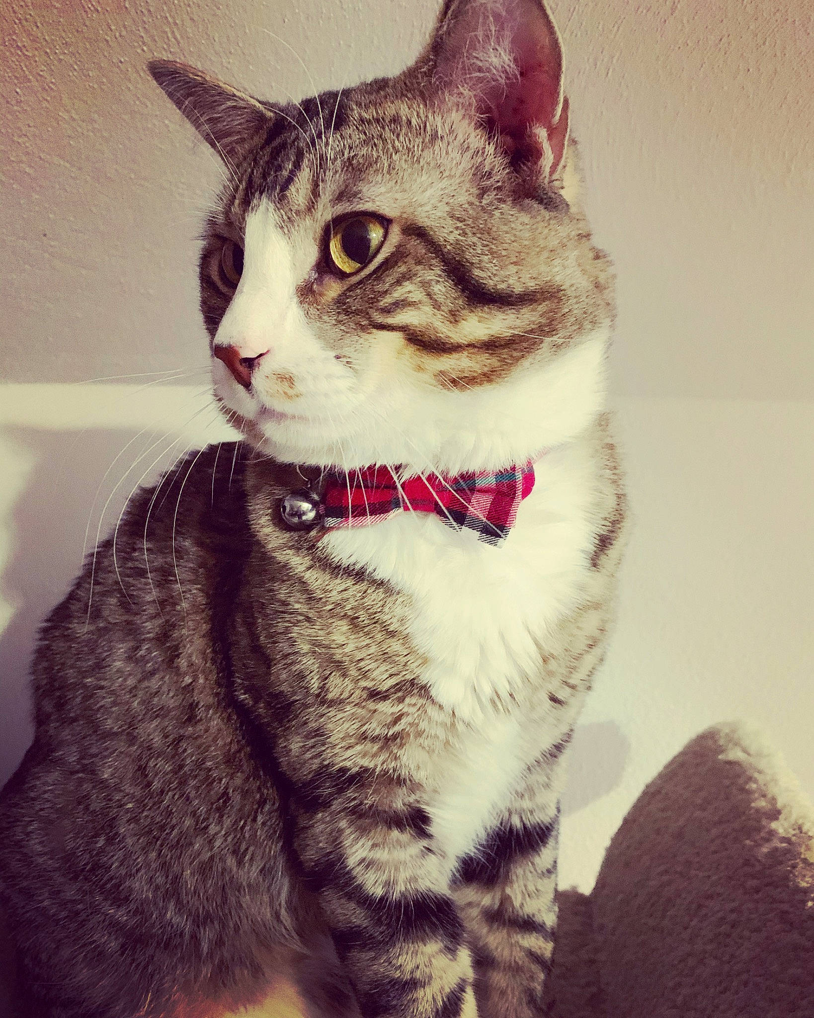 Newt joined the competition — help win amazing prizes! aegean_cat, american_shorthair, american_wirehair, asian, carnivore, cat, domestic_short_haired_cat, ear, european_shorthair, eye, felidae, fur, kitten, mammal, nose, small_to_medium_sized_cats, snout, tabby_cat, whiskers